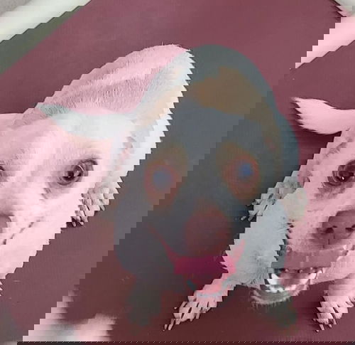 Tanji