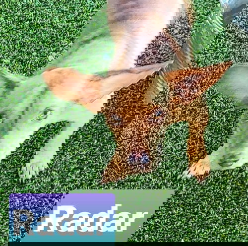 Radar