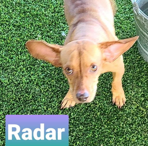 Radar