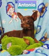 Antonio