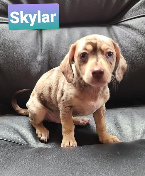Skylar