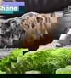 Shane