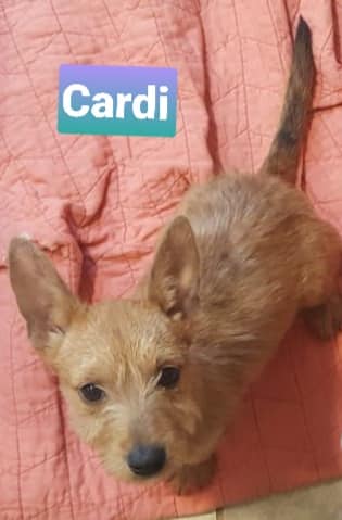 Cardi