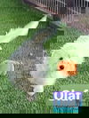 Lil Buddy