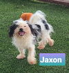 Jaxson