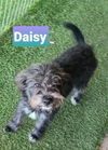 Daisy