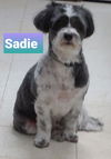 Sadie