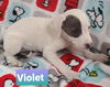 Violet