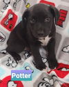 Potter