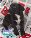 Potter