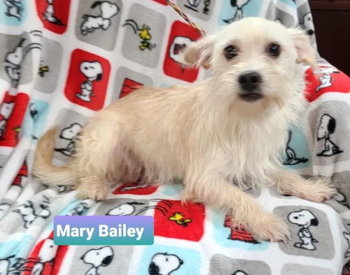 Mary Bailey