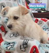 Mary Bailey