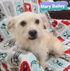 Mary Bailey