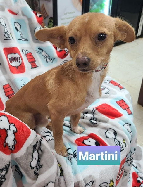 Martini