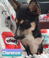 Clarence