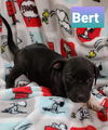 Bert Lab