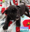 Harry Lab