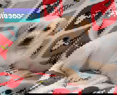 Princess Lab
