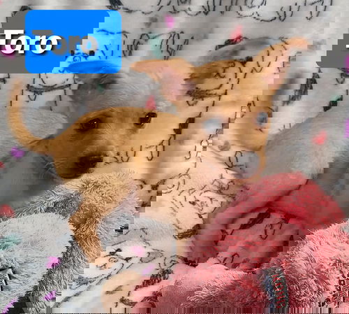 Toro