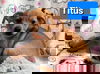 Titus