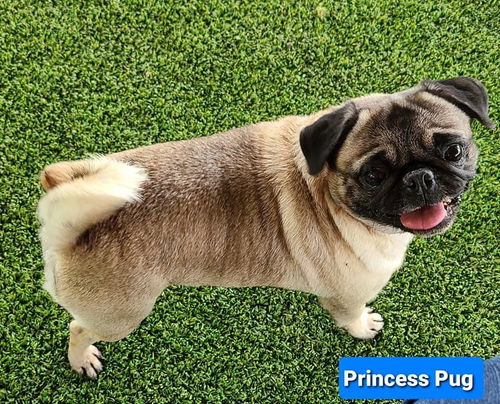Princess Pug