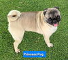 Princess Pug