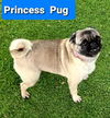 Princess Pug