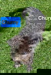 Churry