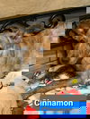 Cinnamon
