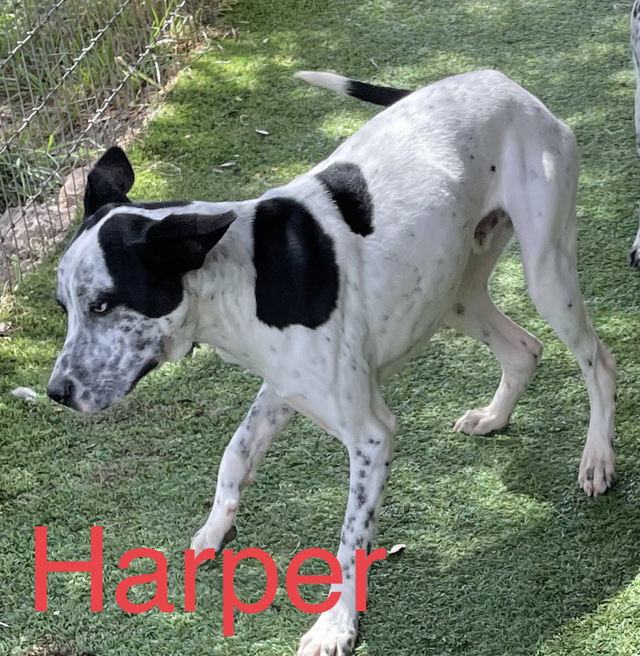 Harper