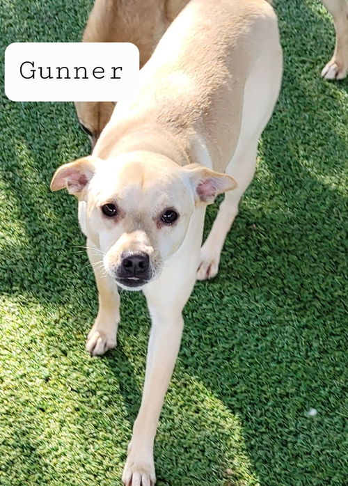 Gunner
