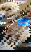 Popsi