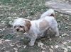 Charlie
