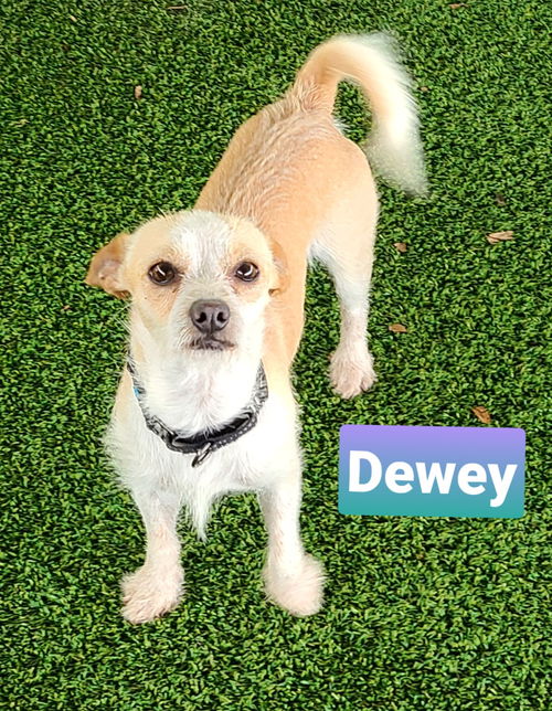 Dewey