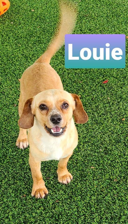 Louie
