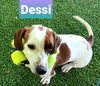 Dessi