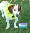 Dessi
