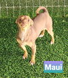 Maui