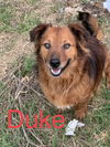 Duke