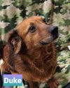 Duke