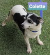 Colette Tatou