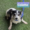 Colette Tatou