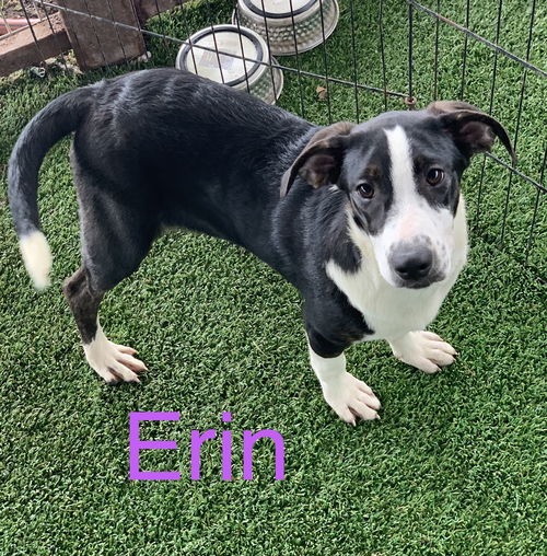 Erin