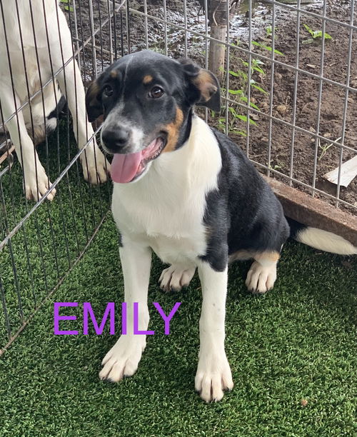 Emily
