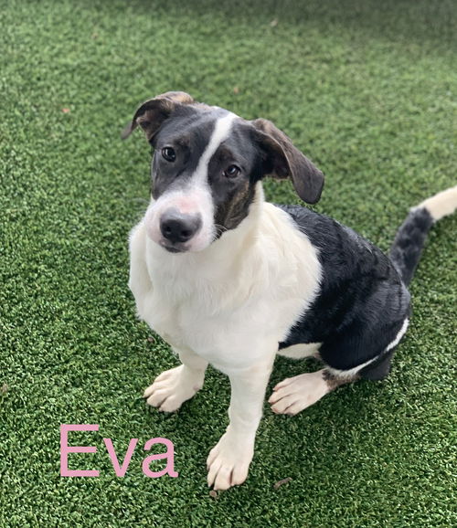 Eva