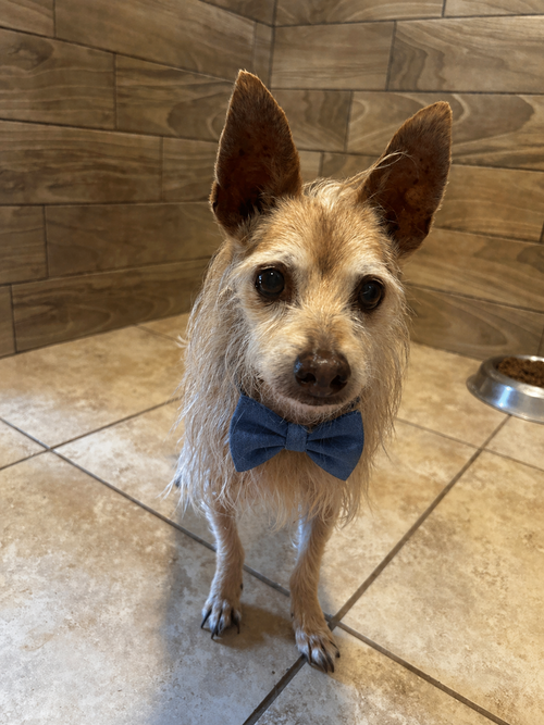 Craig, an adoptable Podengo Portugueso in Pipe Creek, TX