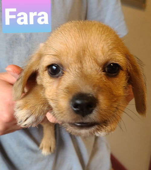 Fara