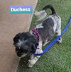 Duchess