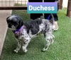 Duchess