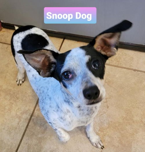 Snoop Dog